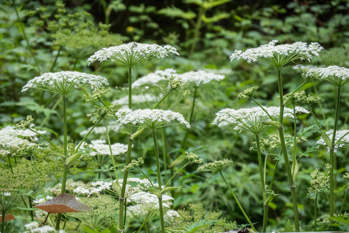 高山植物 南アルプスnet 南アルプス市芦安山岳館